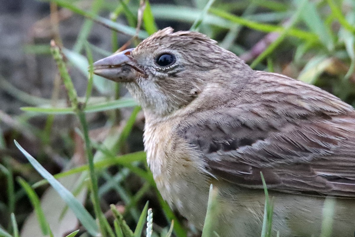 Black-headed Bunting - Syed Abbas