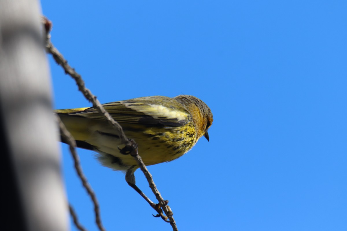 Cape May Warbler - ML609424708