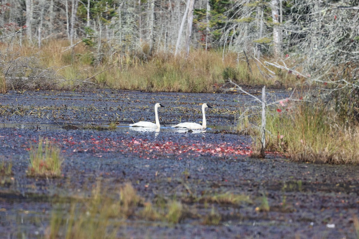 Trumpeter Swan - ML609424798