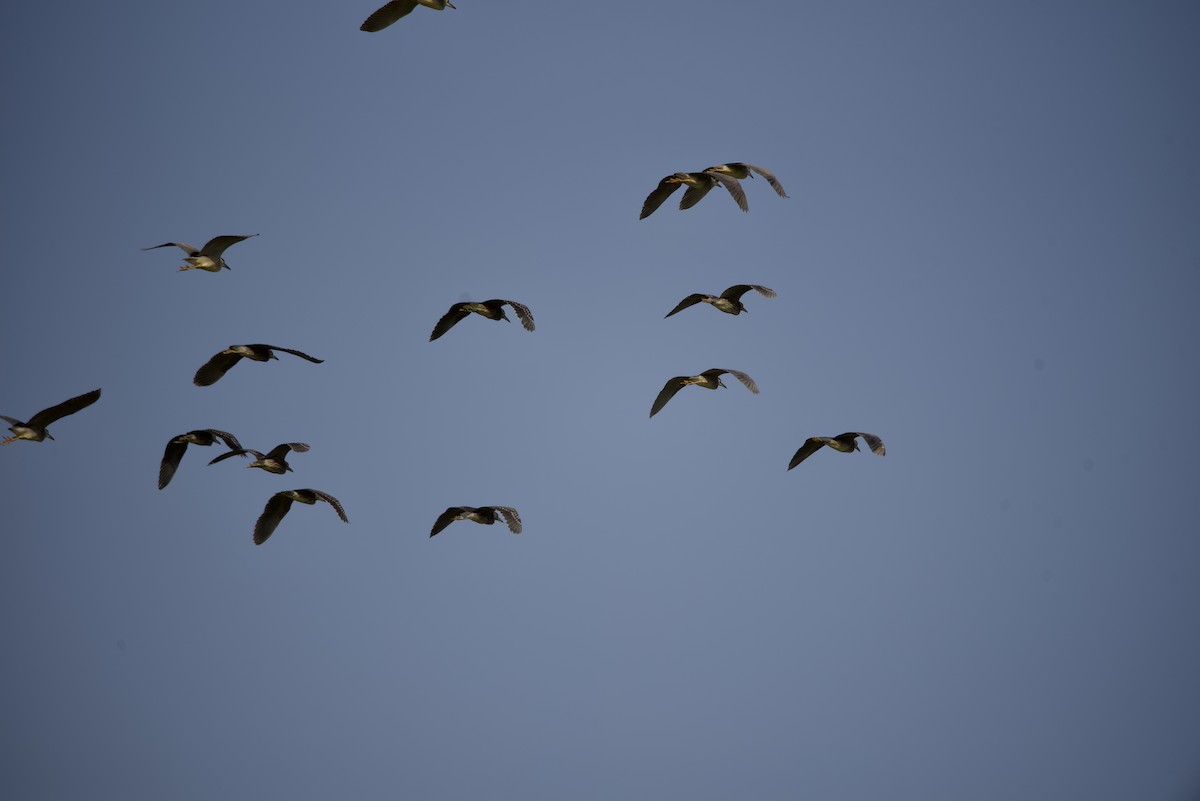 Black-crowned Night Heron - ML609424928