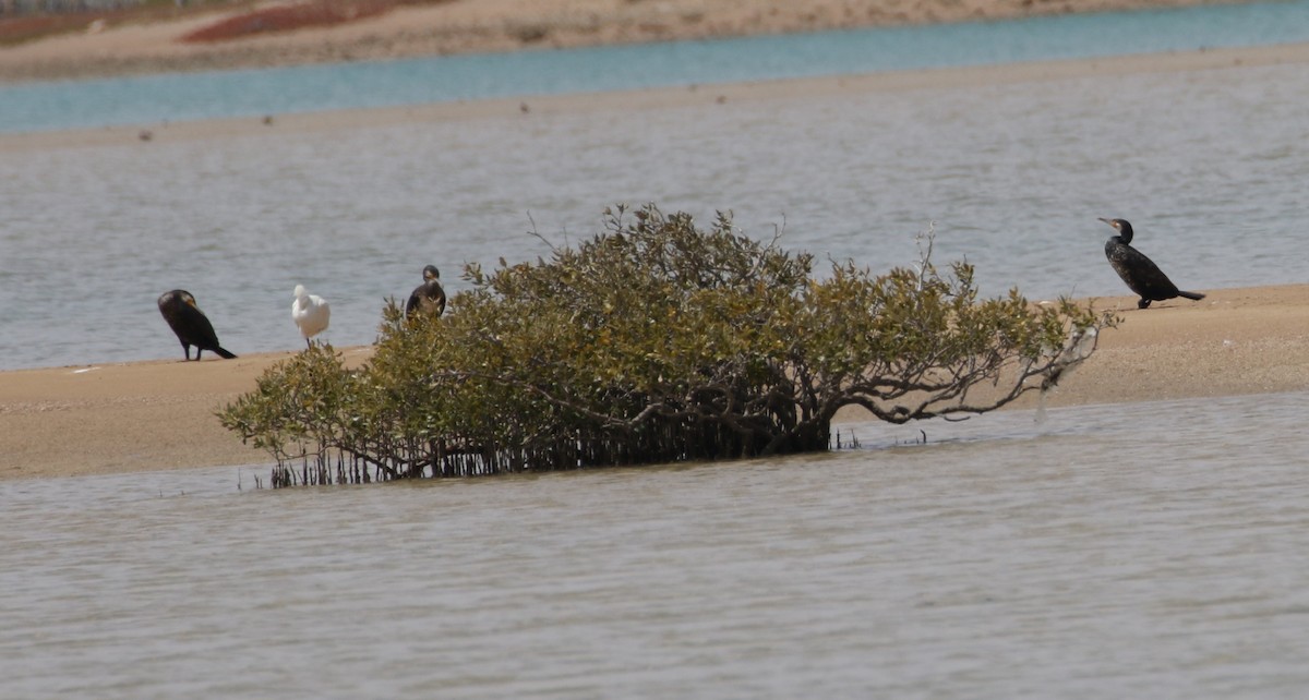 Great Cormorant - ML609424944