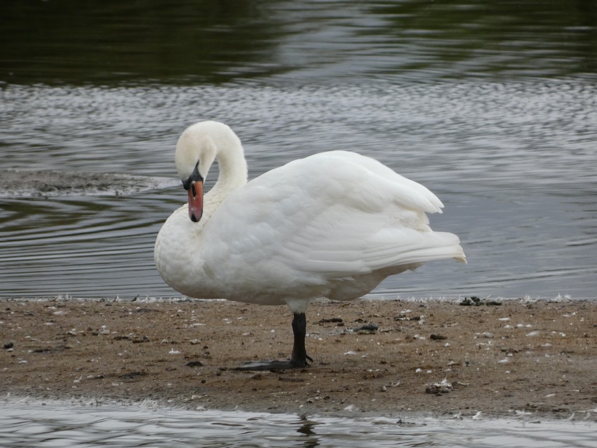 Mute Swan - ML609424953