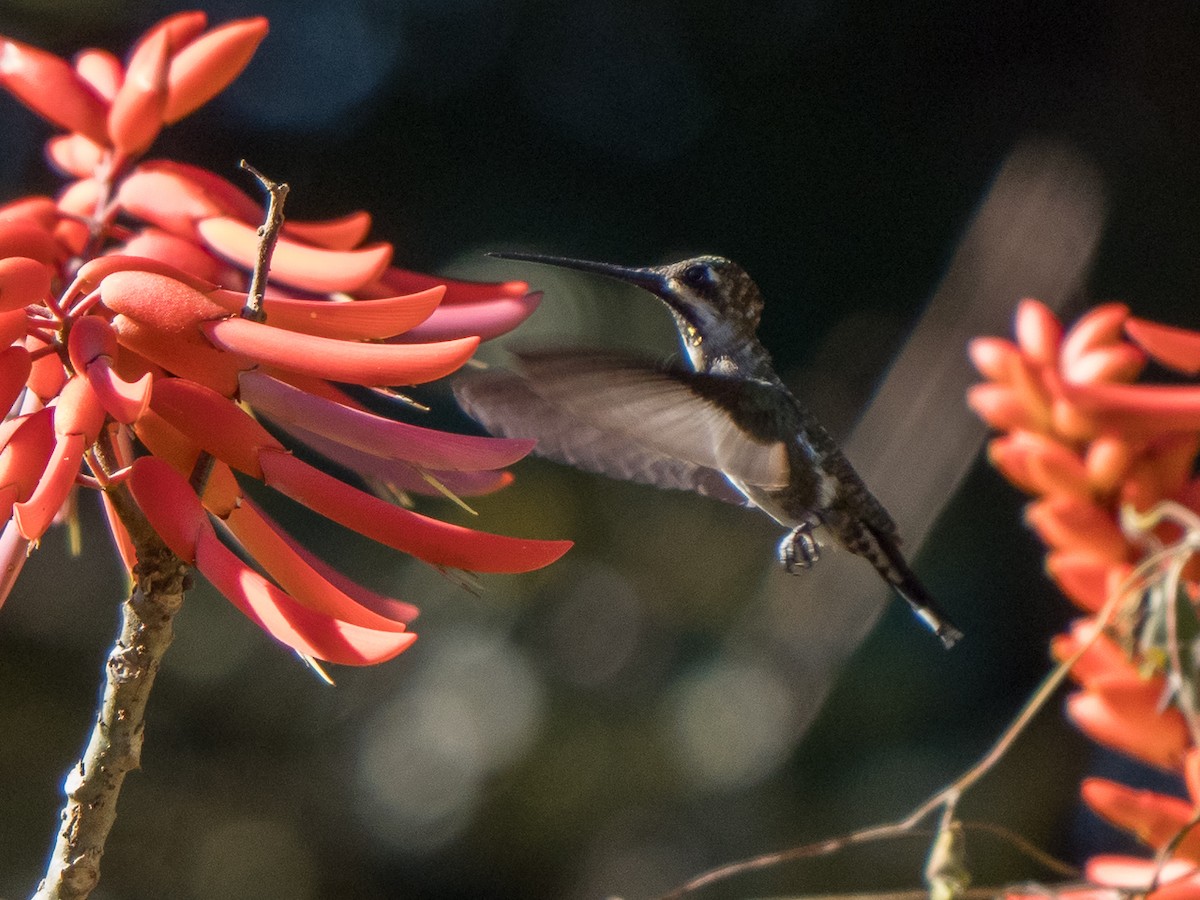 Long-billed Starthroat - ML609424999