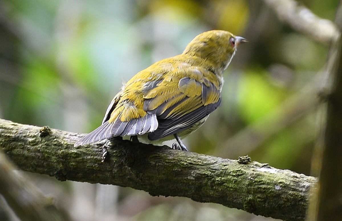Yellow-vented Flowerpecker - ML609425023