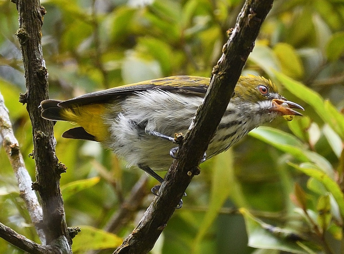 Yellow-vented Flowerpecker - ML609425025