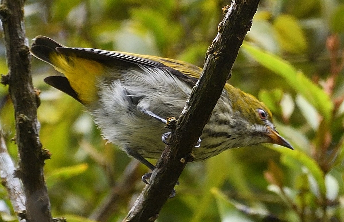 Yellow-vented Flowerpecker - ML609425026