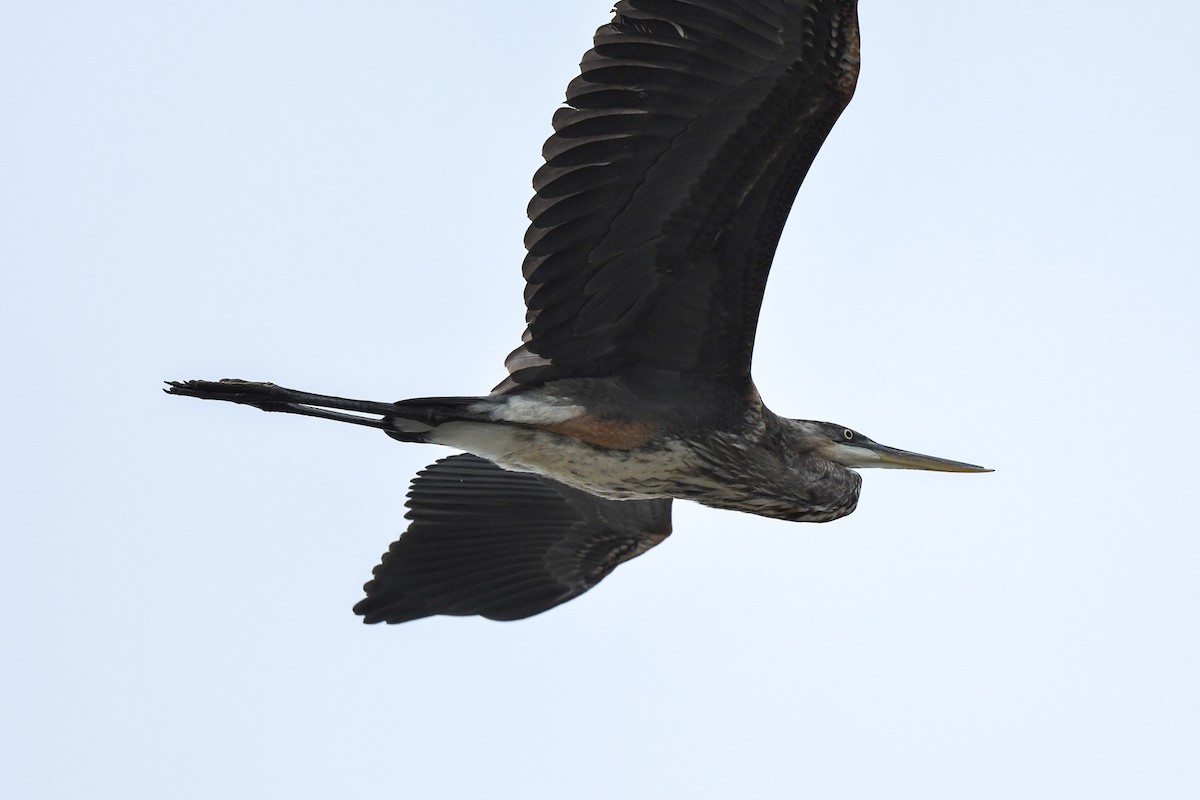 Great Blue Heron - Joy Wang