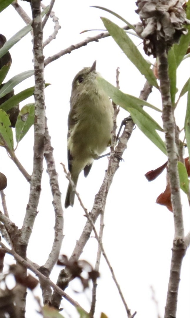 eikevireo - ML609425099