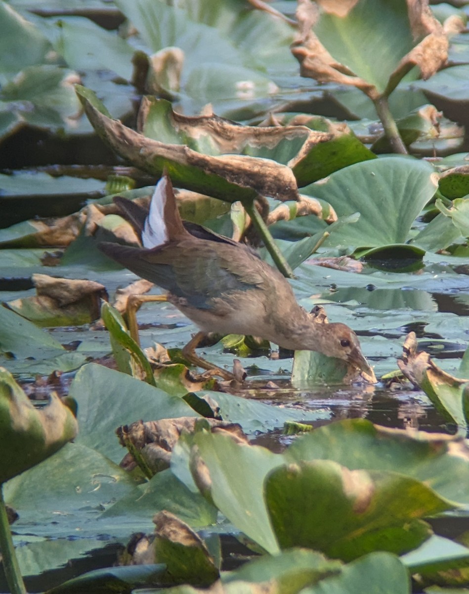 Purple Gallinule - ML609425212