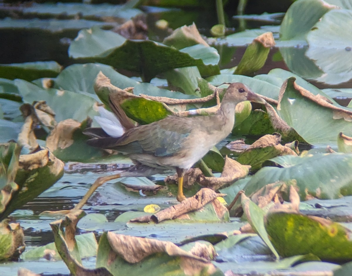 Purple Gallinule - ML609425219