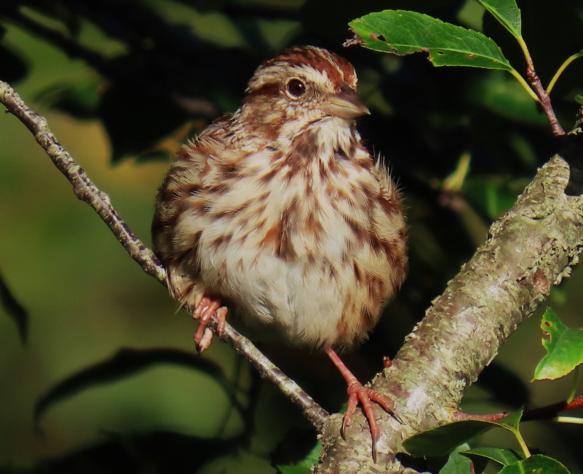 Song Sparrow - ML609425242