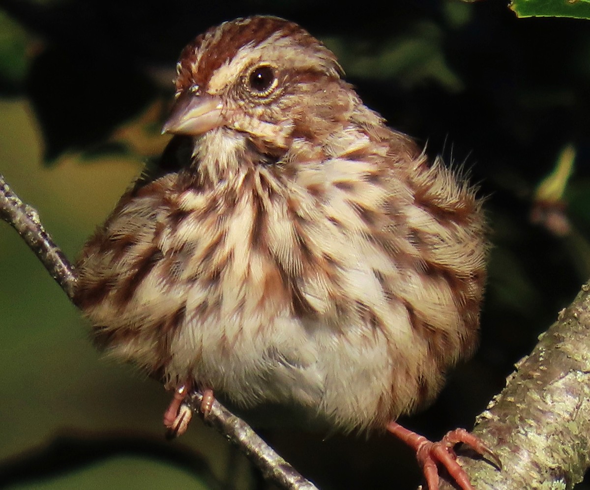 Song Sparrow - ML609425246