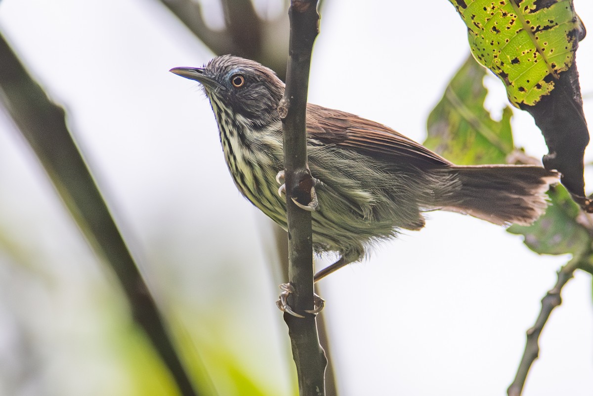 Bold-striped Tit-Babbler - ML609425259