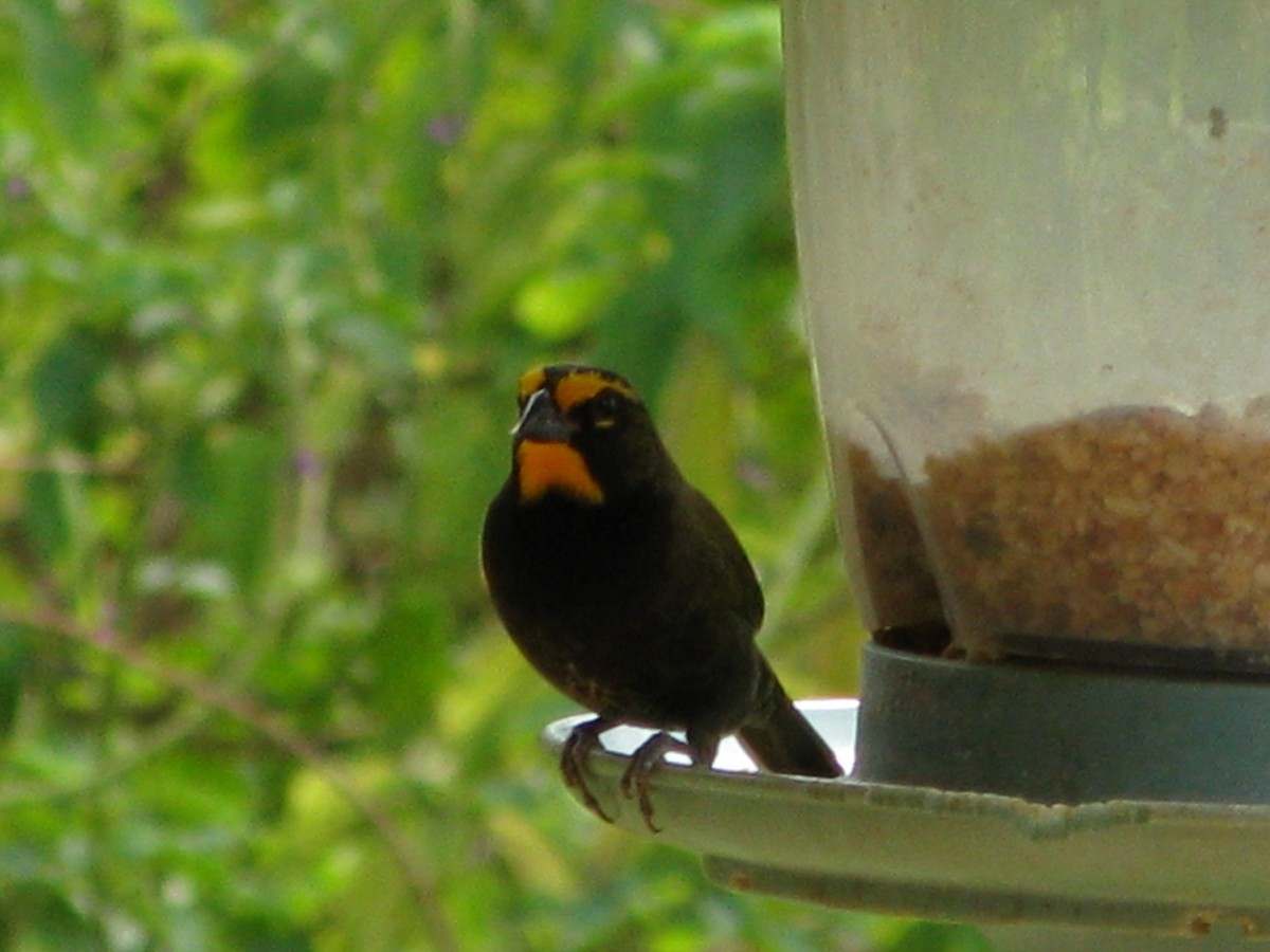 Yellow-faced Grassquit - Andrew Melnick