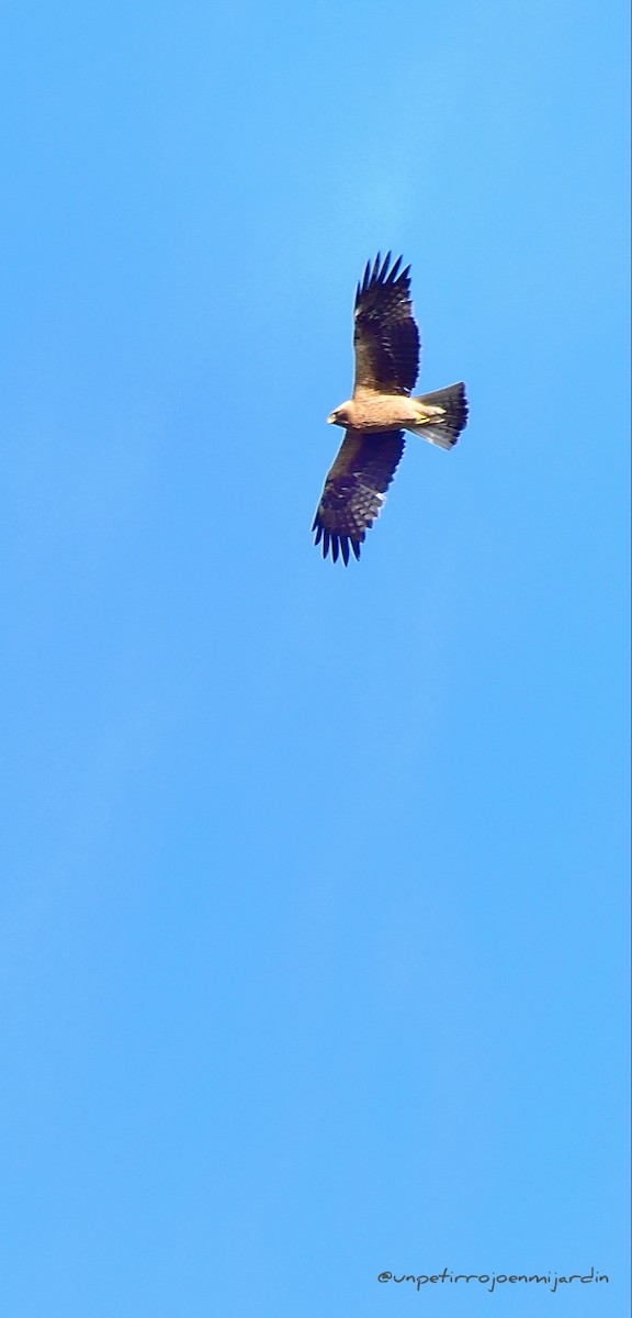 Booted Eagle - ML609425459
