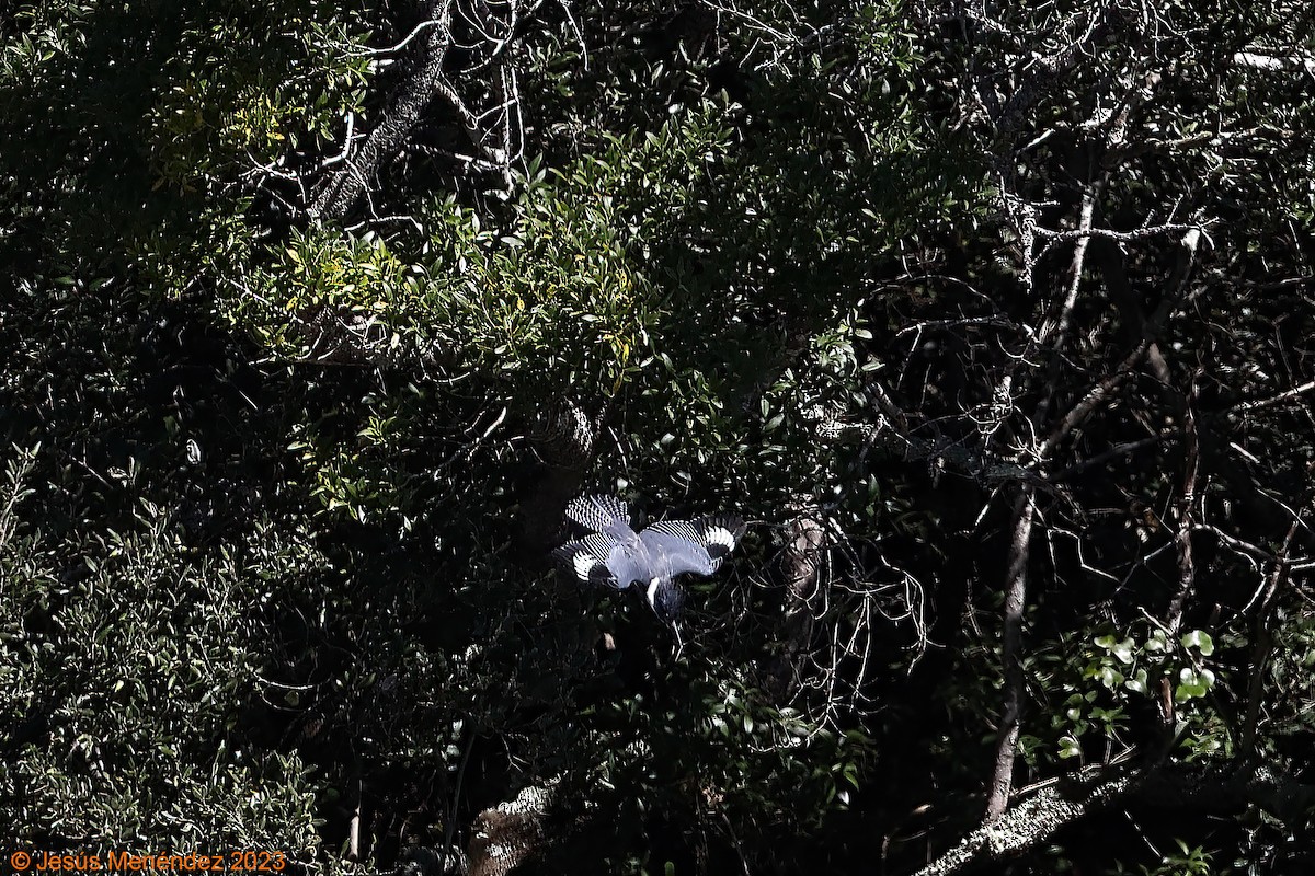 Belted Kingfisher - ML609425470