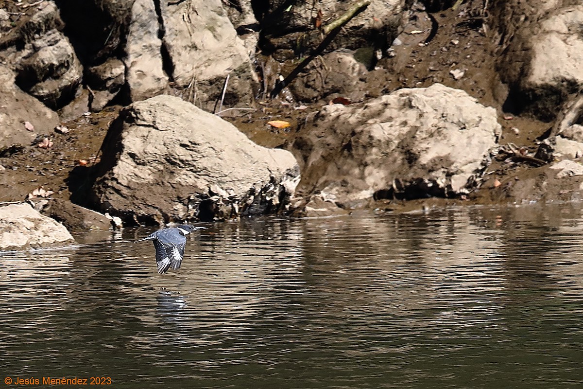 Belted Kingfisher - ML609425471