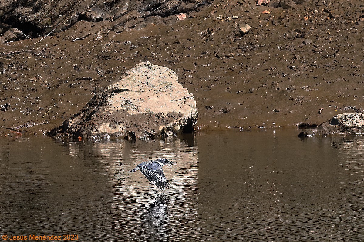 Belted Kingfisher - ML609425473