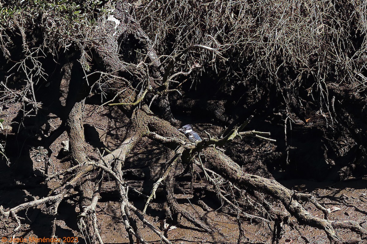 Belted Kingfisher - ML609425474