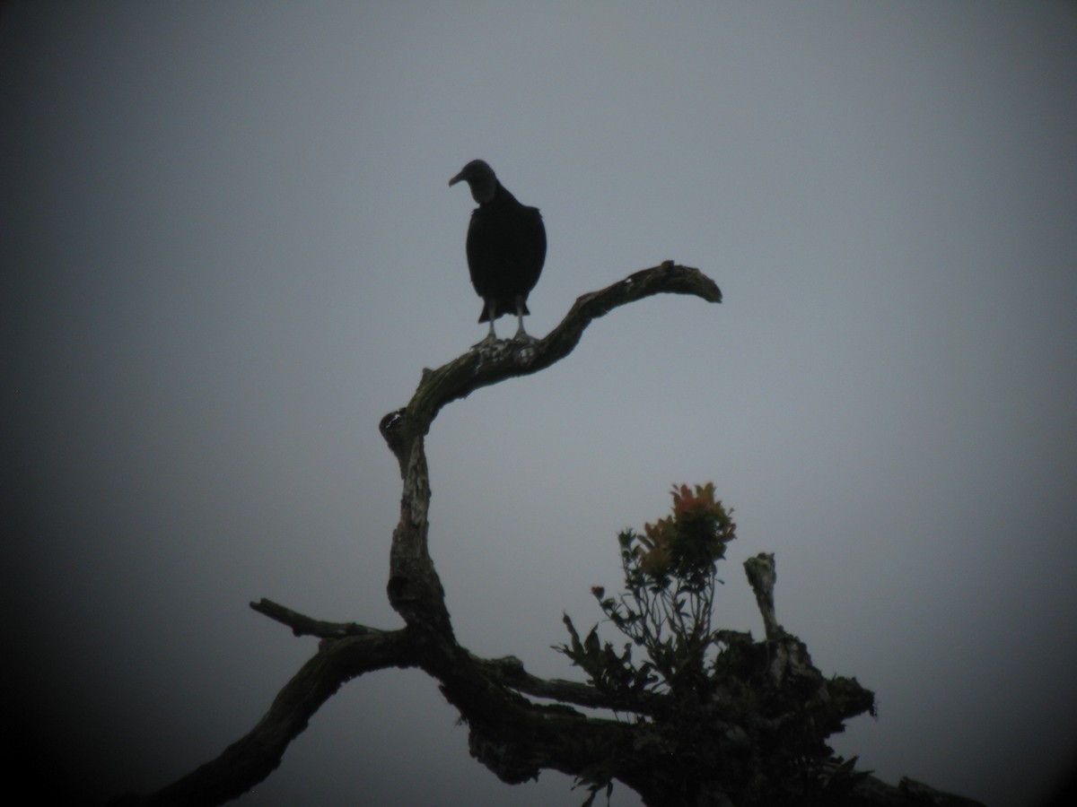 Black Vulture - Andrew Melnick