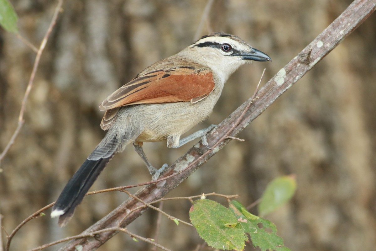 Brown-crowned Tchagra - ML609425493