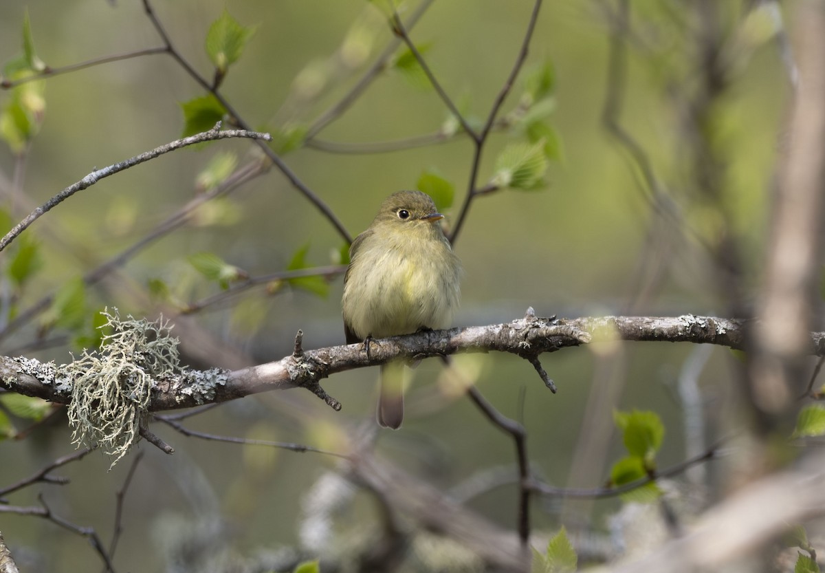 Yellow-bellied Flycatcher - ML609425507