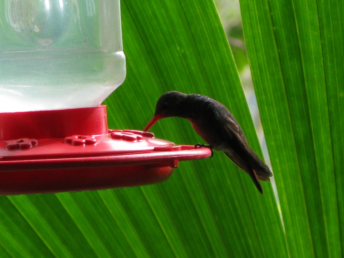 Rufous-tailed Hummingbird - Andrew Melnick