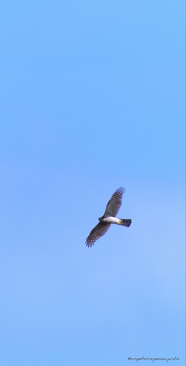 Eurasian Sparrowhawk - ML609425531