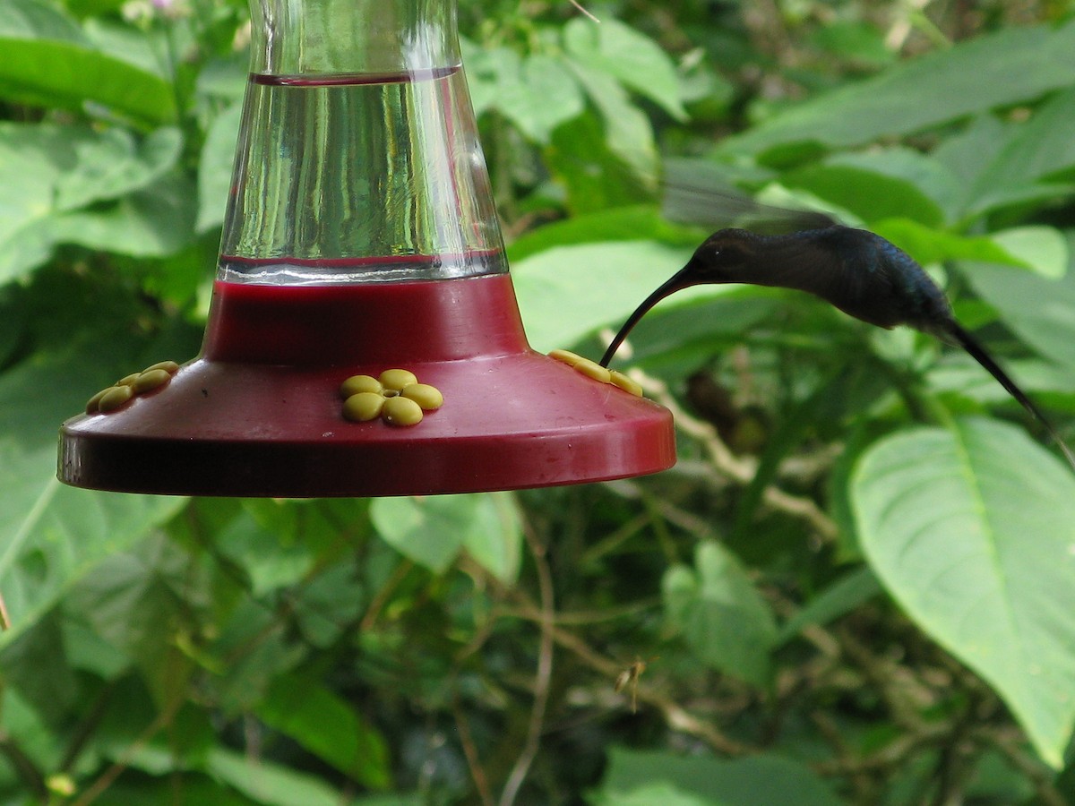 Green Hermit - Andrew Melnick