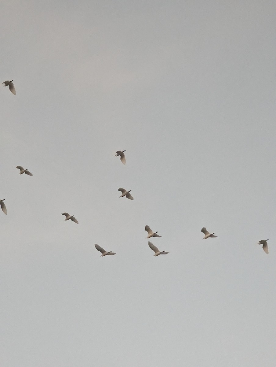 Чапля єгипетська (підвид ibis) - ML609425552