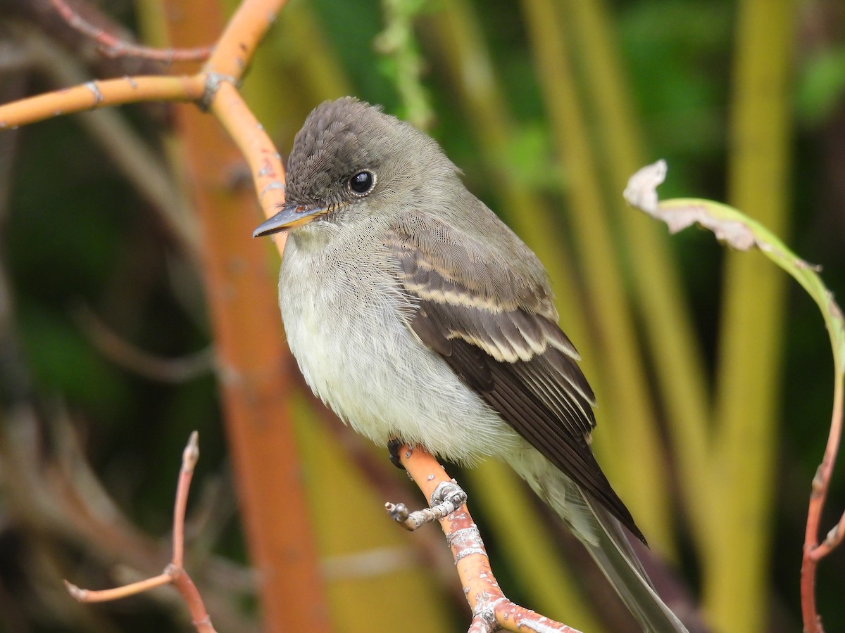 Eastern Wood-Pewee - ML609425573