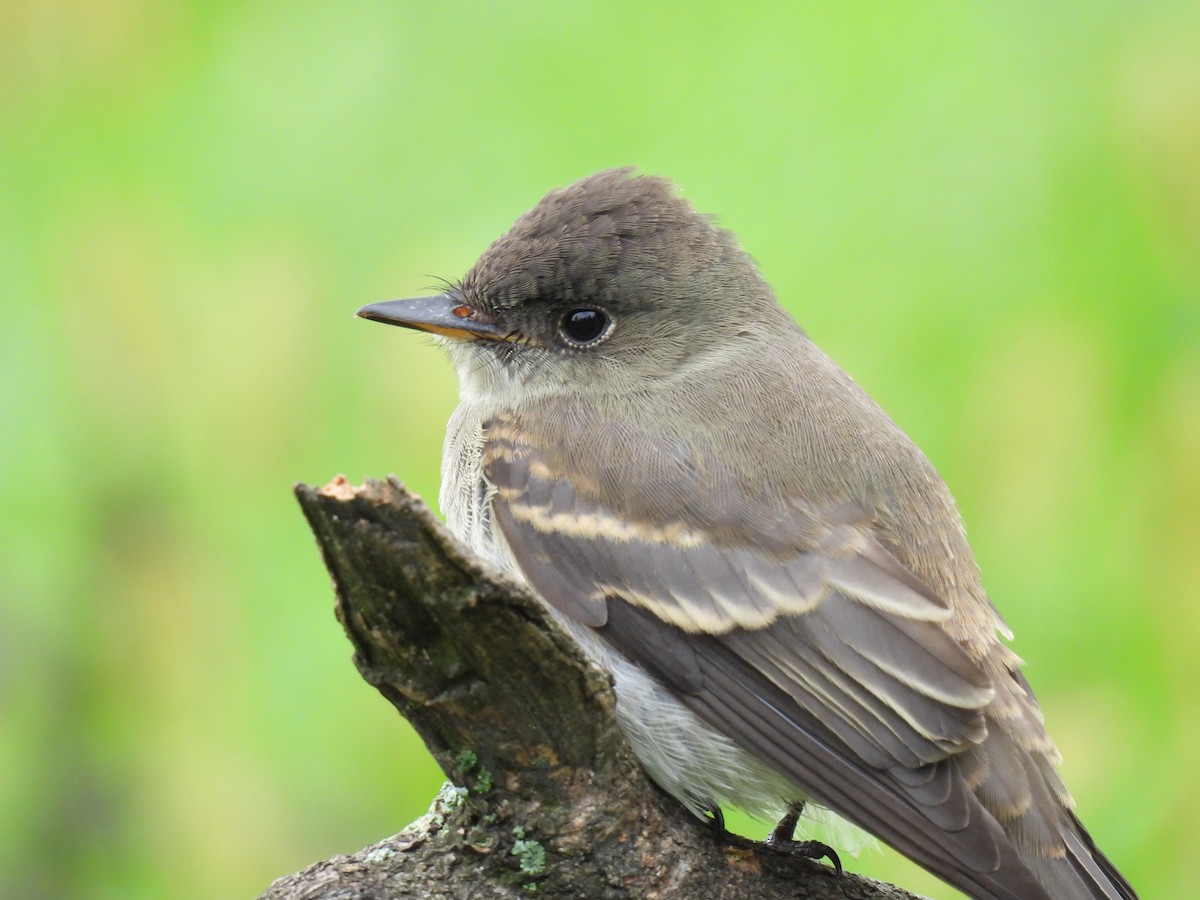 Eastern Wood-Pewee - ML609425575