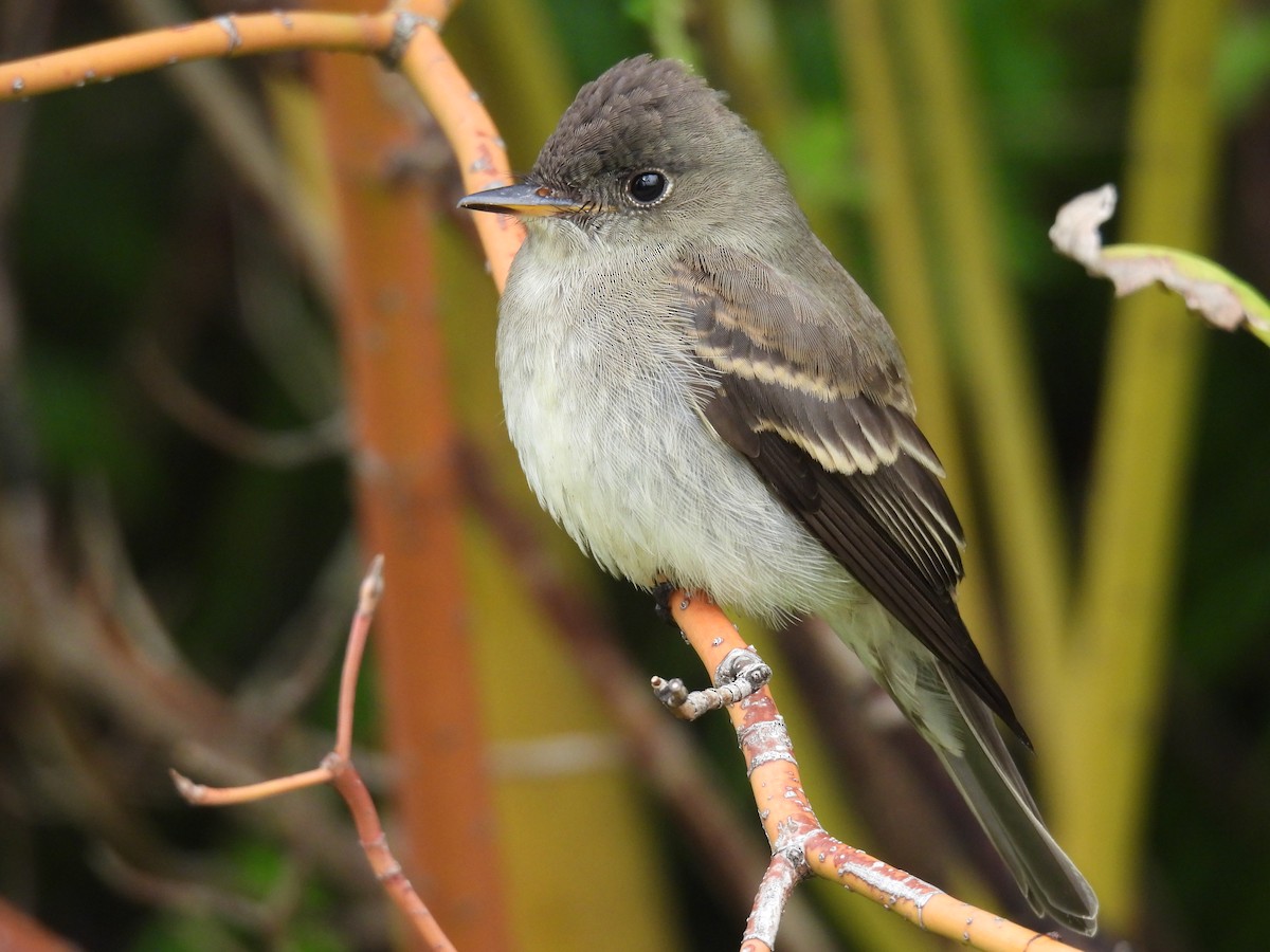 Eastern Wood-Pewee - ML609425576