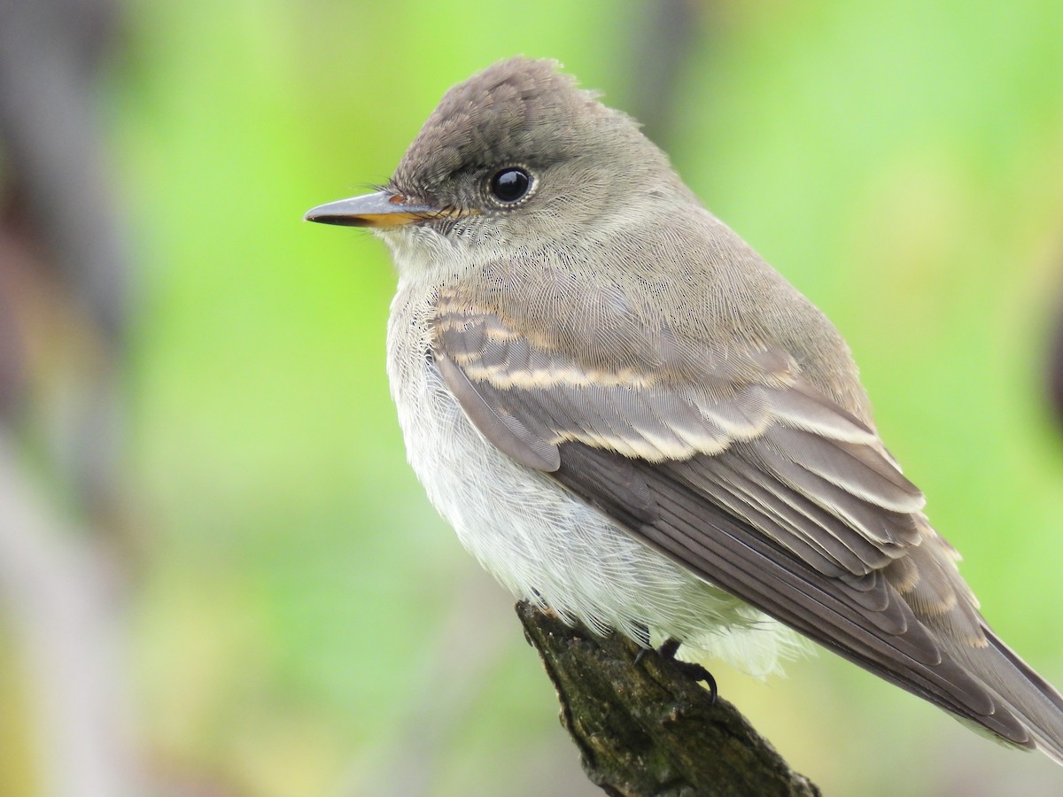 Eastern Wood-Pewee - ML609425578