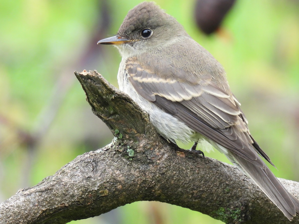 Eastern Wood-Pewee - ML609425581