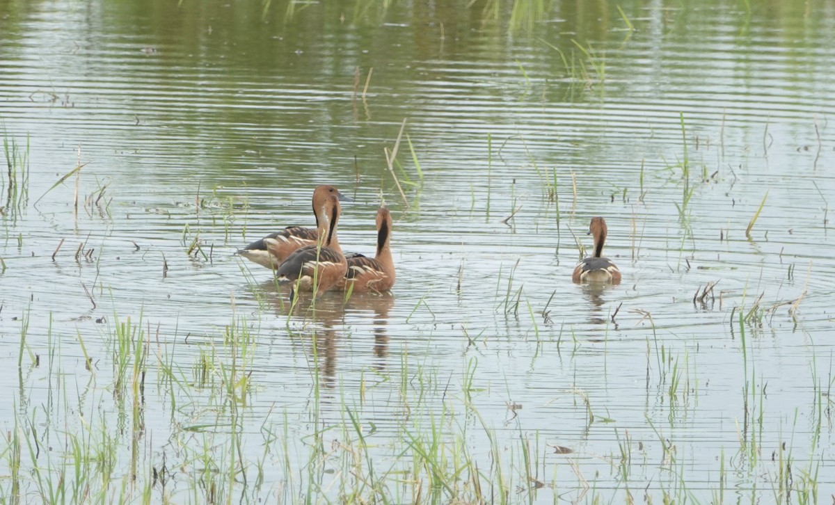 Fulvous Whistling-Duck - ML609425611