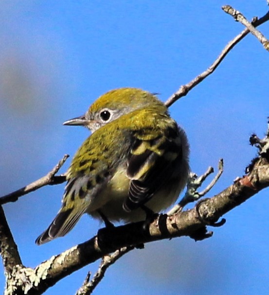 Chestnut-sided Warbler - ML609425806