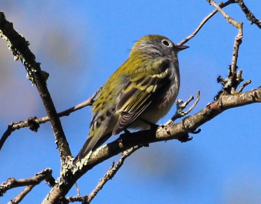 Chestnut-sided Warbler - ML609425878