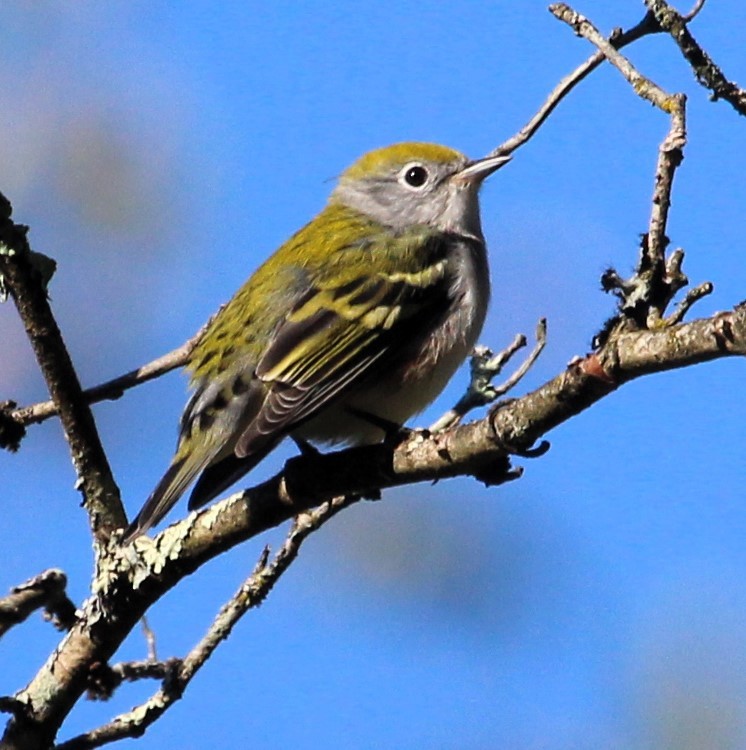 Chestnut-sided Warbler - ML609425879