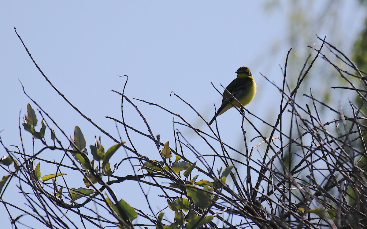 Yellow-browed Tyrant - ML609425894