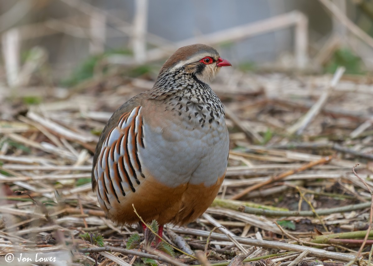 Red-legged Partridge - ML609425915