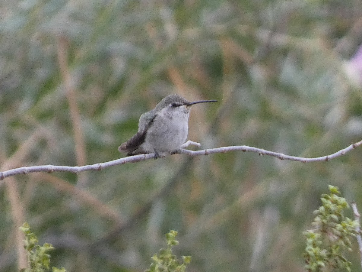 Colibrí de Costa - ML609425924