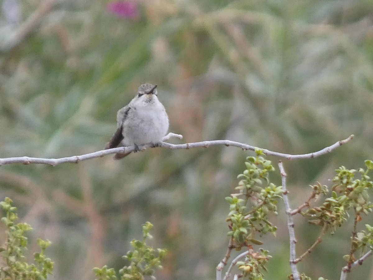 Costa's Hummingbird - ML609425927