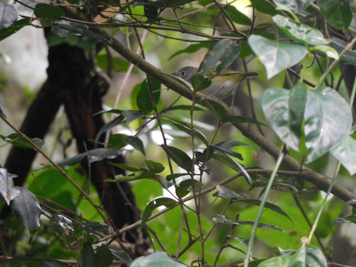 Lesser Greenlet - ML609425945