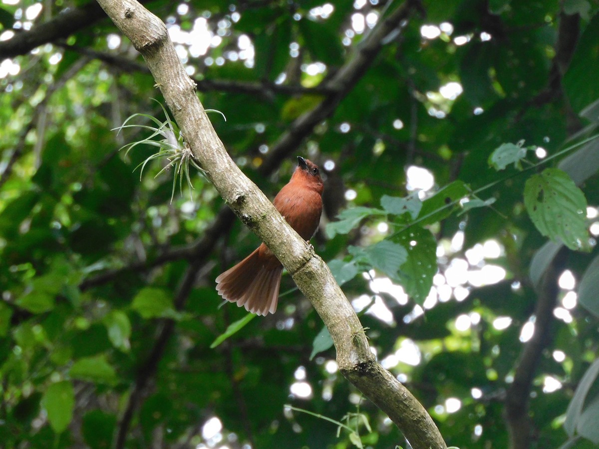 Red-crowned Ant-Tanager - ML609425965