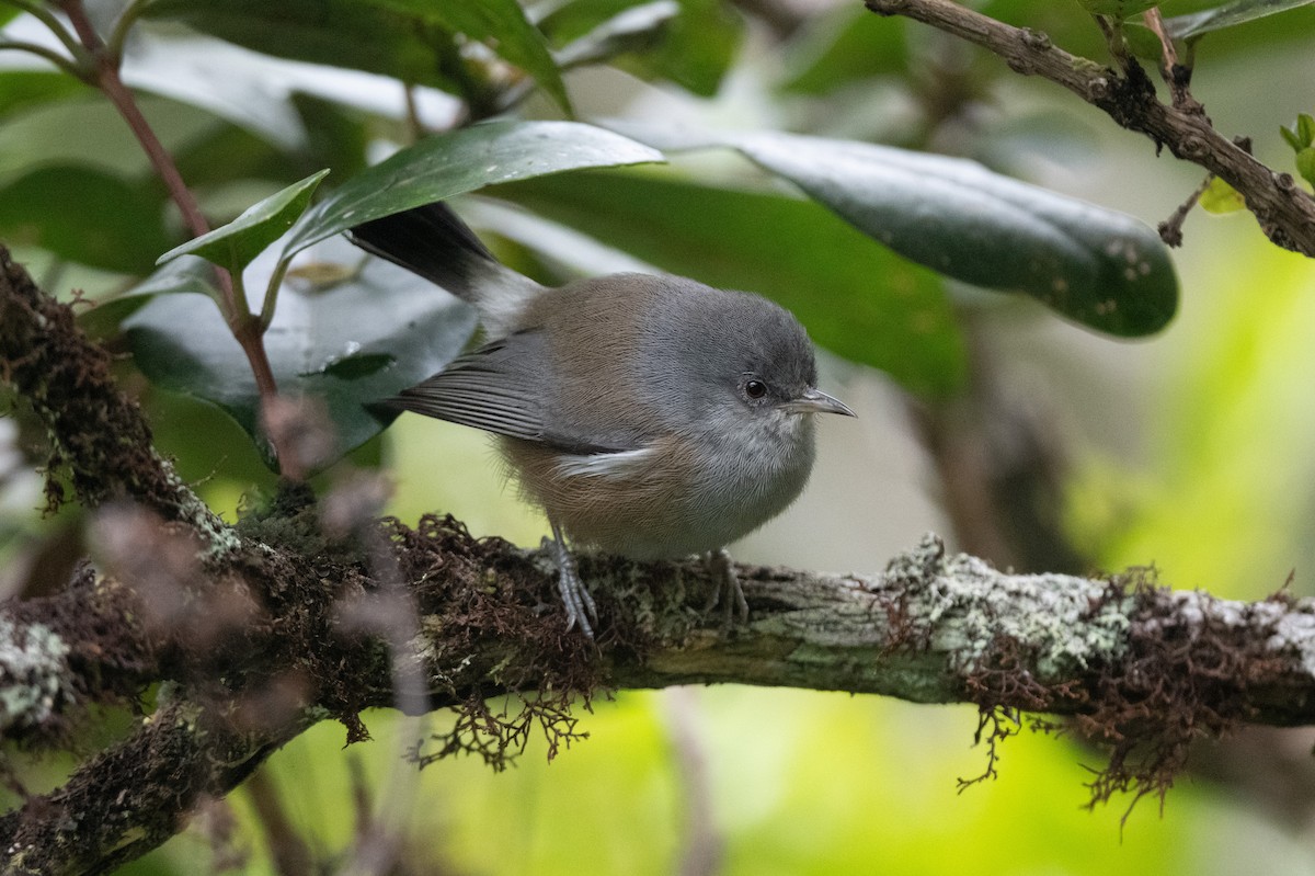 Reunion Gray White-eye - ML609425989