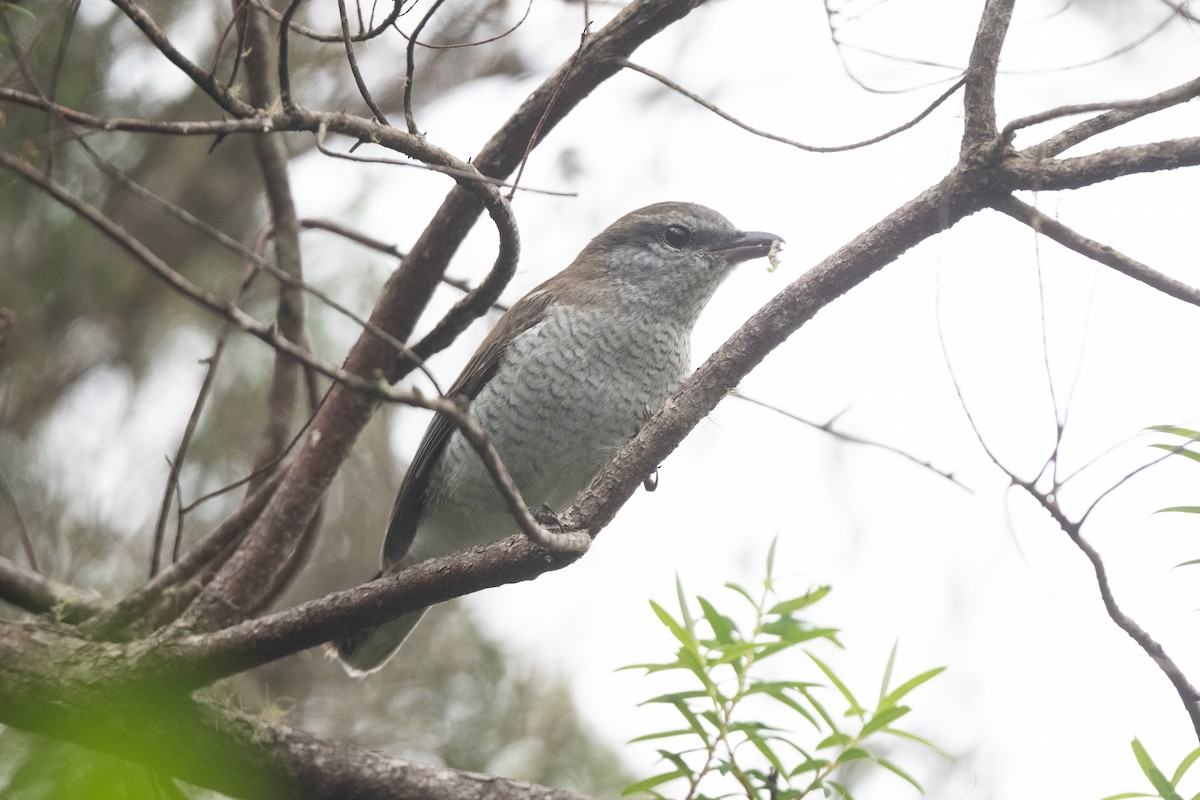 Reunion Cuckooshrike - ML609426001