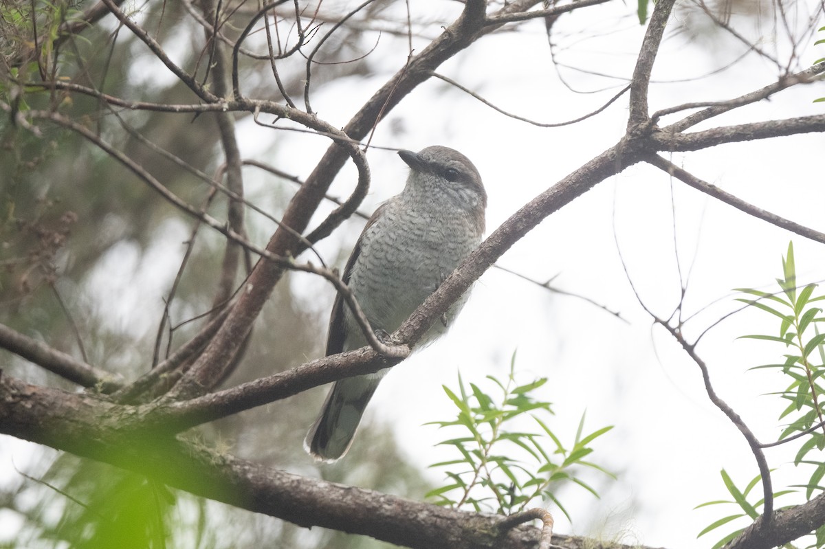 Reunion Cuckooshrike - ML609426002