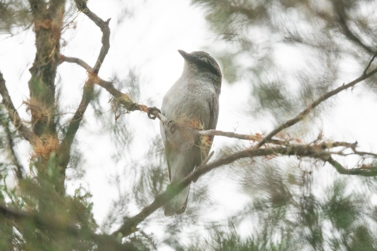 Reunion Cuckooshrike - ML609426003