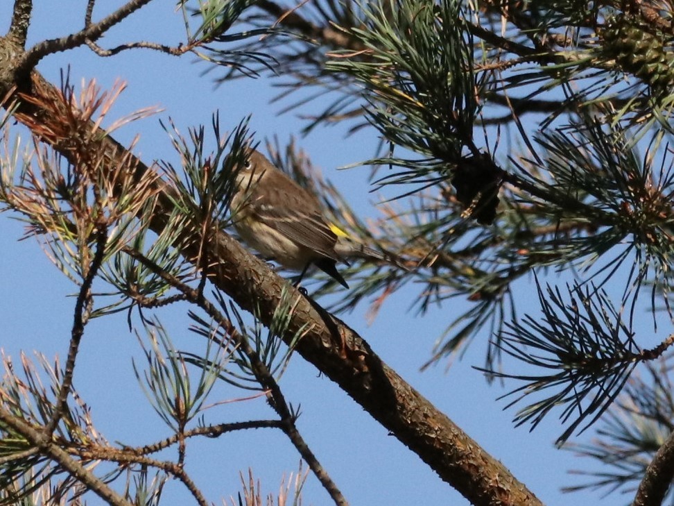 Yellow-rumped Warbler - Chris S